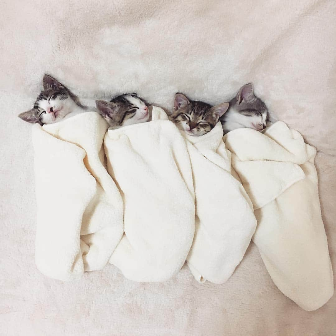 猫好き集合!! みんなのねこ部 [みんねこ] さんのインスタグラム写真 - (猫好き集合!! みんなのねこ部 [みんねこ] Instagram)「😴😴😴😴💤 トトくん♂アメリちゃん♀マチルダちゃん♀エマちゃん♀ * #repost @less_i_0 * #おくるみ子猫ちゃん #天使のような寝顔 #たくさん寝て #すくすく成長してね * #みんねこ」6月1日 9時55分 - minneko.jp