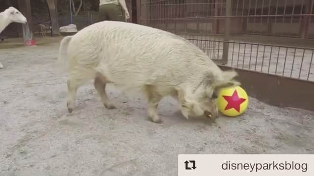 のインスタグラム：「Our animals are pretty stinkin’ cute. Shoutout to some of my amazing fellow zookeepers - they can make magic happen no matter what @ncsunshine11 @jegan123 @dani_hopper @stefanie.begin」