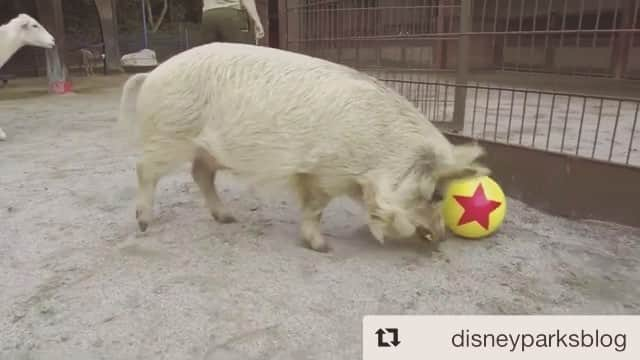 ケイ・パナベイカーのインスタグラム：「Our animals are pretty stinkin’ cute. Shoutout to some of my amazing fellow zookeepers - they can make magic happen no matter what @ncsunshine11 @jegan123 @dani_hopper @stefanie.begin」