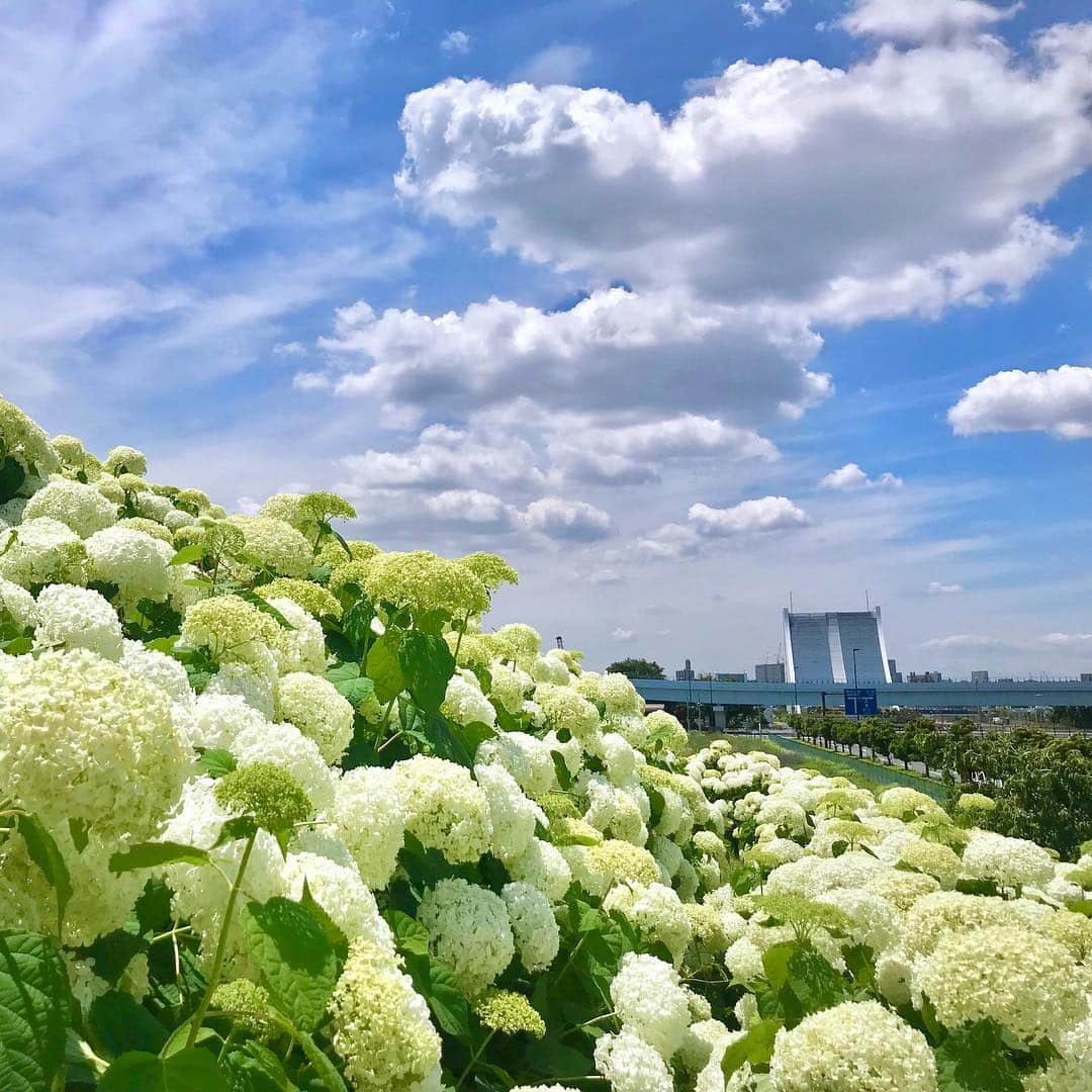 鷲見玲奈さんのインスタグラム写真 - (鷲見玲奈Instagram)「. 青空と紫陽花🌸」6月1日 14時13分 - sumi__reina