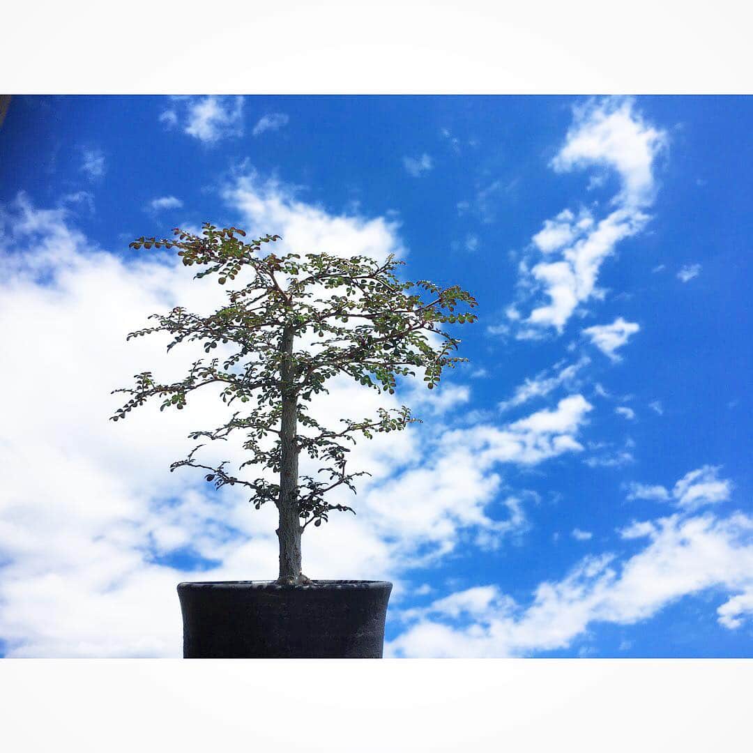 佐田正樹さんのインスタグラム写真 - (佐田正樹Instagram)「天気のよか〜。 #オペルクリカリアデカリー  #オペルクリカリア #デカリー 欲しい #パキプス に早く出会わんかな〜。 幹太くて肌ボコボコの枝ぶりのいいやつ。」6月1日 14時37分 - satakisama