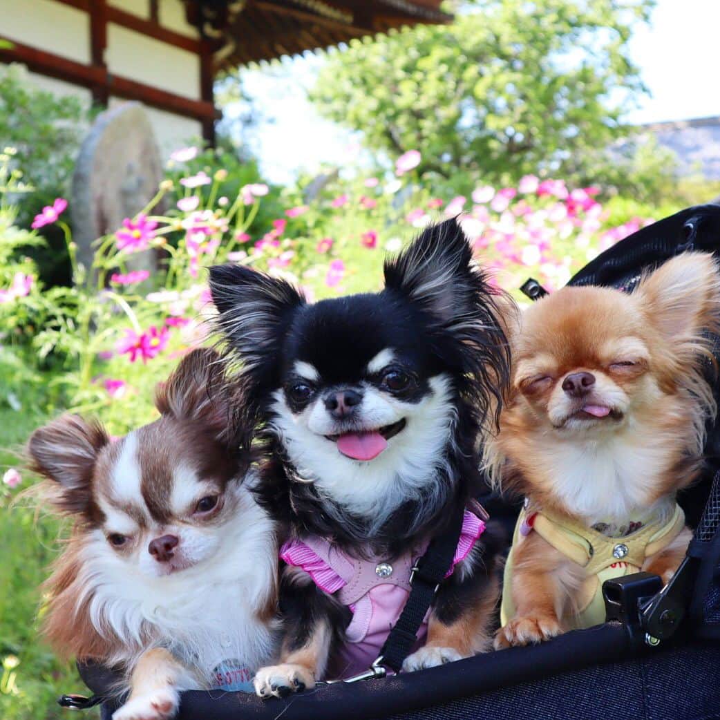 kayoのインスタグラム：「* * おはめろくりちー💓 * * 初夏コスモス見てきたよ😊🌸 * * めろめろだけいいお顔😊 両脇の弟達は｡｡なちゃけないお顔😂 * * Lychee💓Melon💓kulio * * #コスモス寺 #chihuahua#chihuahualove#dogstgram#dog#instadog#チワワ#チワワ大好き#チワワ画像#チワワ部#親ばか部#ロングコートチワワ#多頭飼い * *」