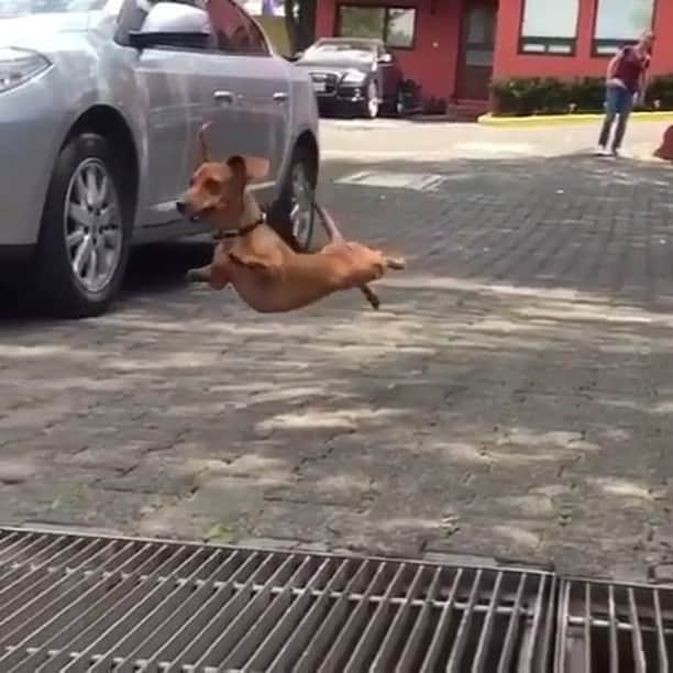 Animalsのインスタグラム：「Happy Friday!!」