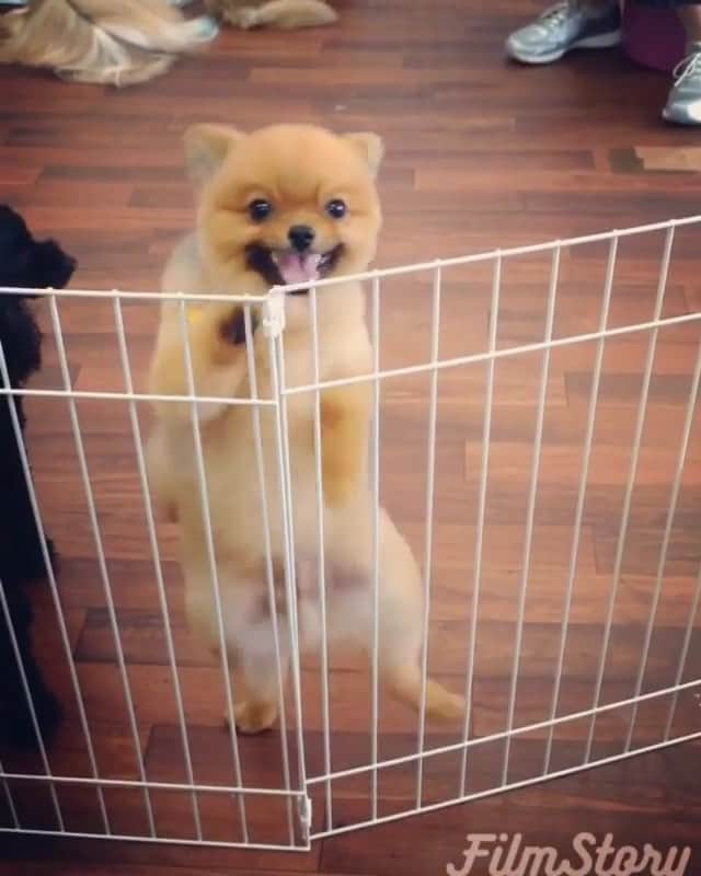 Paw Heartのインスタグラム：「Weekend mood💃😀 By @kotetstu_pom Follow @pawheart 🐾❤️」