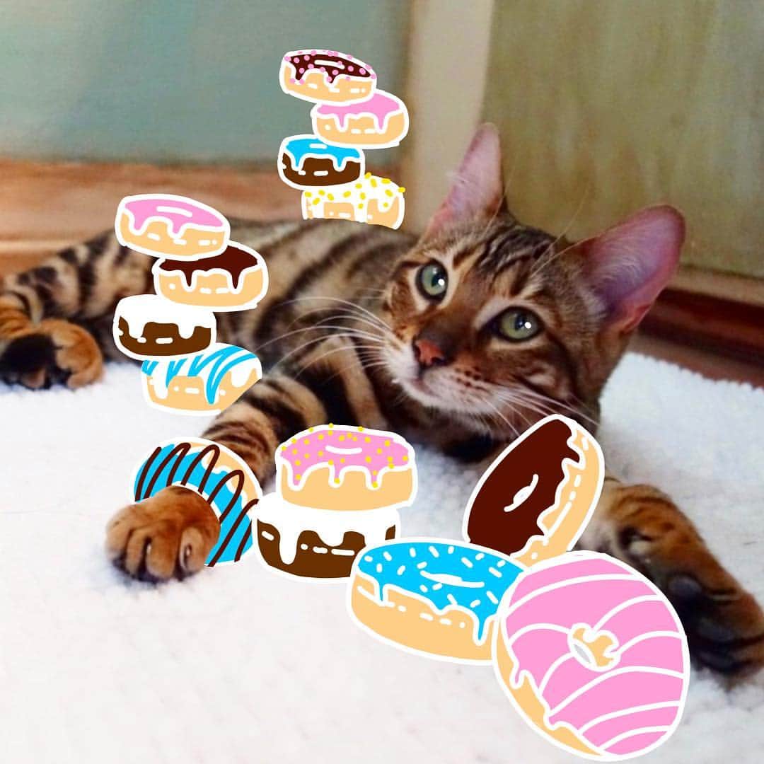 Bob And His Humanさんのインスタグラム写真 - (Bob And His HumanInstagram)「Donut judge my diet 😹 happy #nationaldonutday !」6月2日 6時12分 - idraw_on_cats