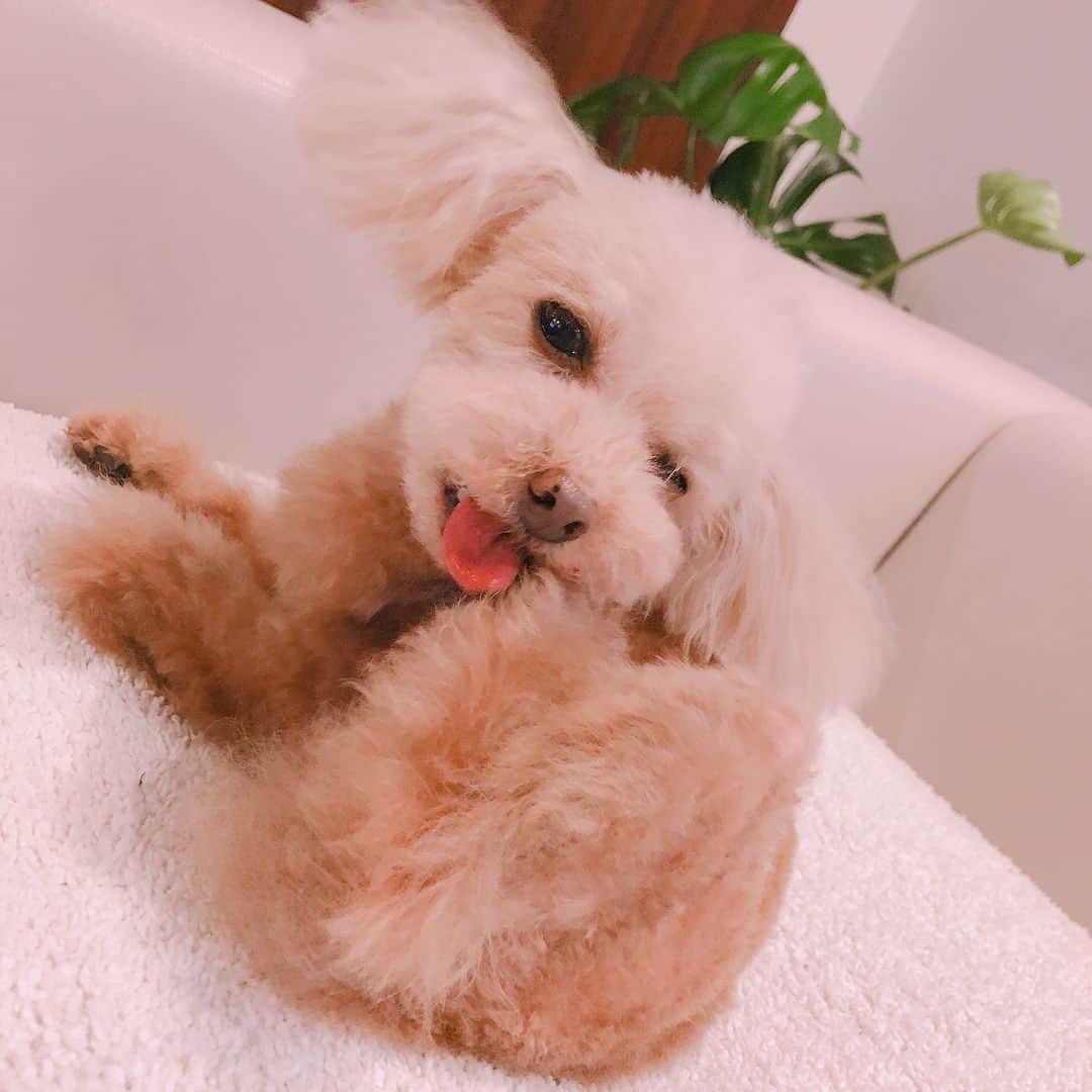 佐々木希さんのインスタグラム写真 - (佐々木希Instagram)「👅💛 #愛犬」6月2日 22時33分 - nozomisasaki_official