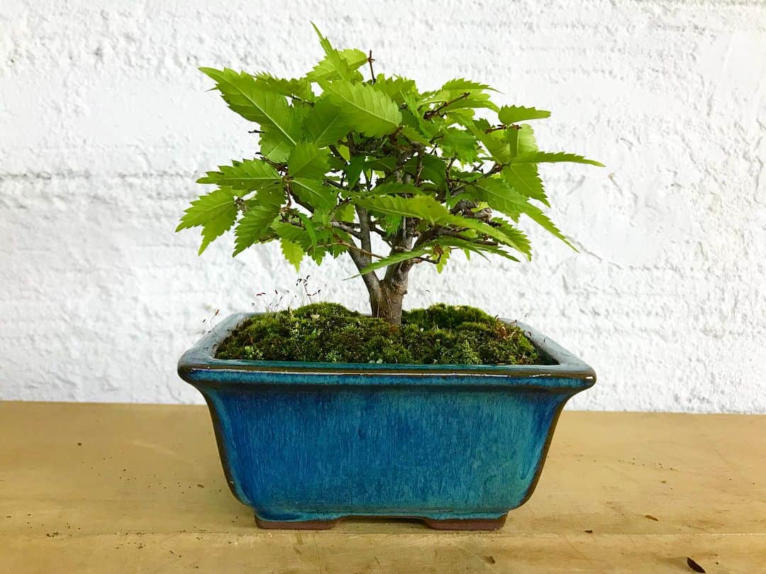 山本彩加さんのインスタグラム写真 - (山本彩加Instagram)「盆栽第2弾！！！✨ これは、ケヤキの木です🌿 小さくてこの葉っぱが可愛いんです😍  前回のアカマツよりも 小さく観ていて癒されます。。。💗 #盆栽 #bonsai #小品盆栽 #盆栽女子 #ケヤキ #japan」6月3日 19時15分 - ayaka48_yanyan