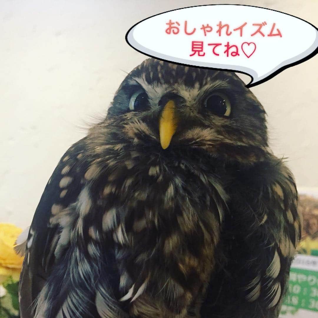 日本テレビ「おしゃれイズム」さんのインスタグラム写真 - (日本テレビ「おしゃれイズム」Instagram)「今夜10時♡ 長瀬智也さんです😻 溺愛のミーちゃん(猫)との生活やご自宅のプライベート写真も見せて頂きました‼︎ #フクロウカフェのフクロウが優秀すぎる  #おしゃれイズム #長瀬智也 #フクロウカフェも行ったよ #1人焼肉で人間観察 #目立ちまくりでしょう #おしゃれミテ」6月3日 19時37分 - oshare_clip_ntv