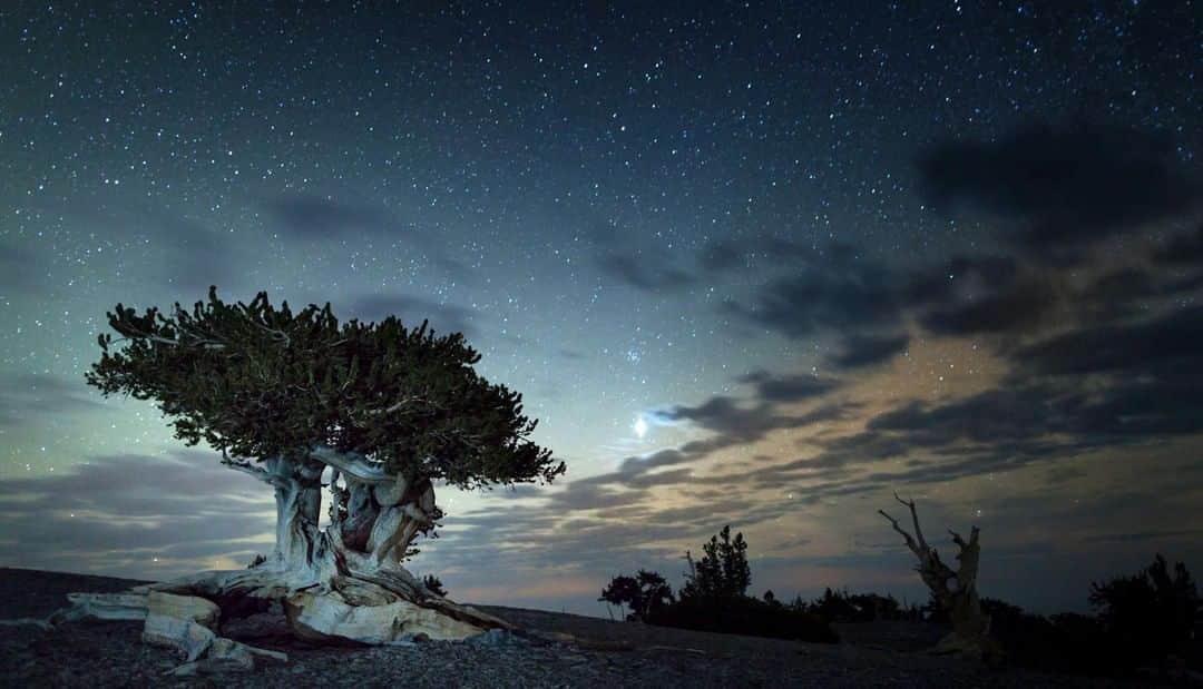 Discoveryさんのインスタグラム写真 - (DiscoveryInstagram)「“Night sky protection enhances qualities of solitude and undeveloped wilderness character that animals depend on for survival, park visitors seek for connections, and many historical parks require for preservation.” . . . . 📸 + text provided by @nationalparkservice 🌲 #FindYourPark #nature #Nevada #NationalParks #travel #camping #roadtrip #milkyway #nighsky #greatbasin #DiscoverNationalParks」6月3日 23時31分 - discovery