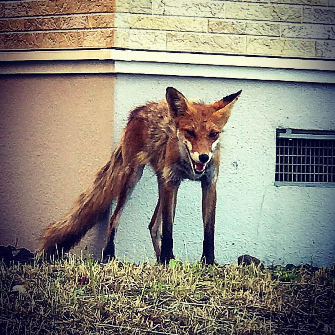 逹瑯さんのインスタグラム写真 - (逹瑯Instagram)「会場の外にキツネいたんだけど思ってたのと違う！ もっとフサフサで可愛くあってくれよ！  #ドラクエの敵感がハンパない #ミヤさんが野良キツネいるって言ってたけどそれ野ギツネ」6月4日 14時11分 - tatsuro_twitter