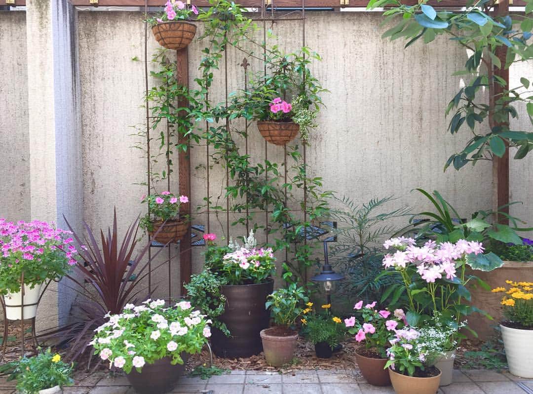 奥薗壽子のインスタグラム：「昨日、やった植え替えできました。冬からのビオラがずーと咲いていたのですが、やっとペチュニアにチェンジ。今年はピンクな気分です😊#ガーデニング #花 #花のある暮らし #ペチュニア」