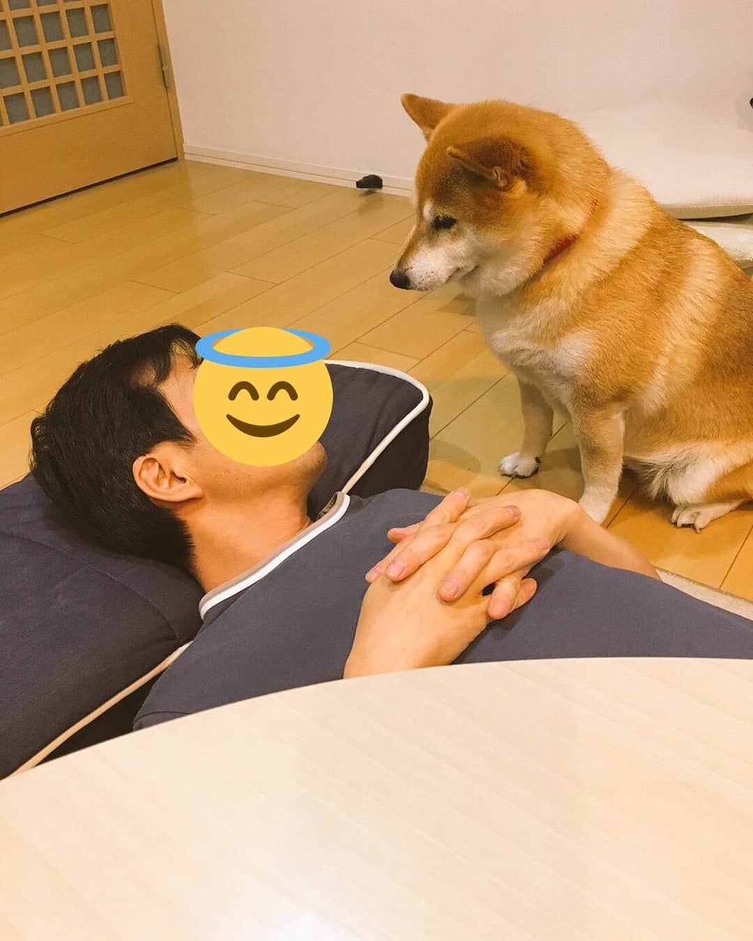 いぬ部のインスタグラム：「【#クレイジー いぬ部】 ・ ・ ご主人のコメント「うちの実家の犬は、お義兄さんのことが大好きなので、彼のお昼寝中もわざわざ起こしこれから一緒に寝ますアピールしてから添い寝するスタイル( ˘ω˘)ｽﾔｧ…」 ・ ・ 提供：みさ@絶叫行きたい さん（twitter.com@kawakawaDOG/bit.ly2Jtjxri） - Thank you! ・ ・ #柴犬  #しばいぬ #shibainu #クレイジー いぬ部 ・ ・ #いぬ #犬 #イヌ #いぬ部 #クレイジーいぬ部 #わんこ #かわいい #カワイイ #instadog #ilovemydog#ilovedog #dogstagram #dogsofinstagram#kawaii #dogs #dogoftheday #doglover #cute #instagood」