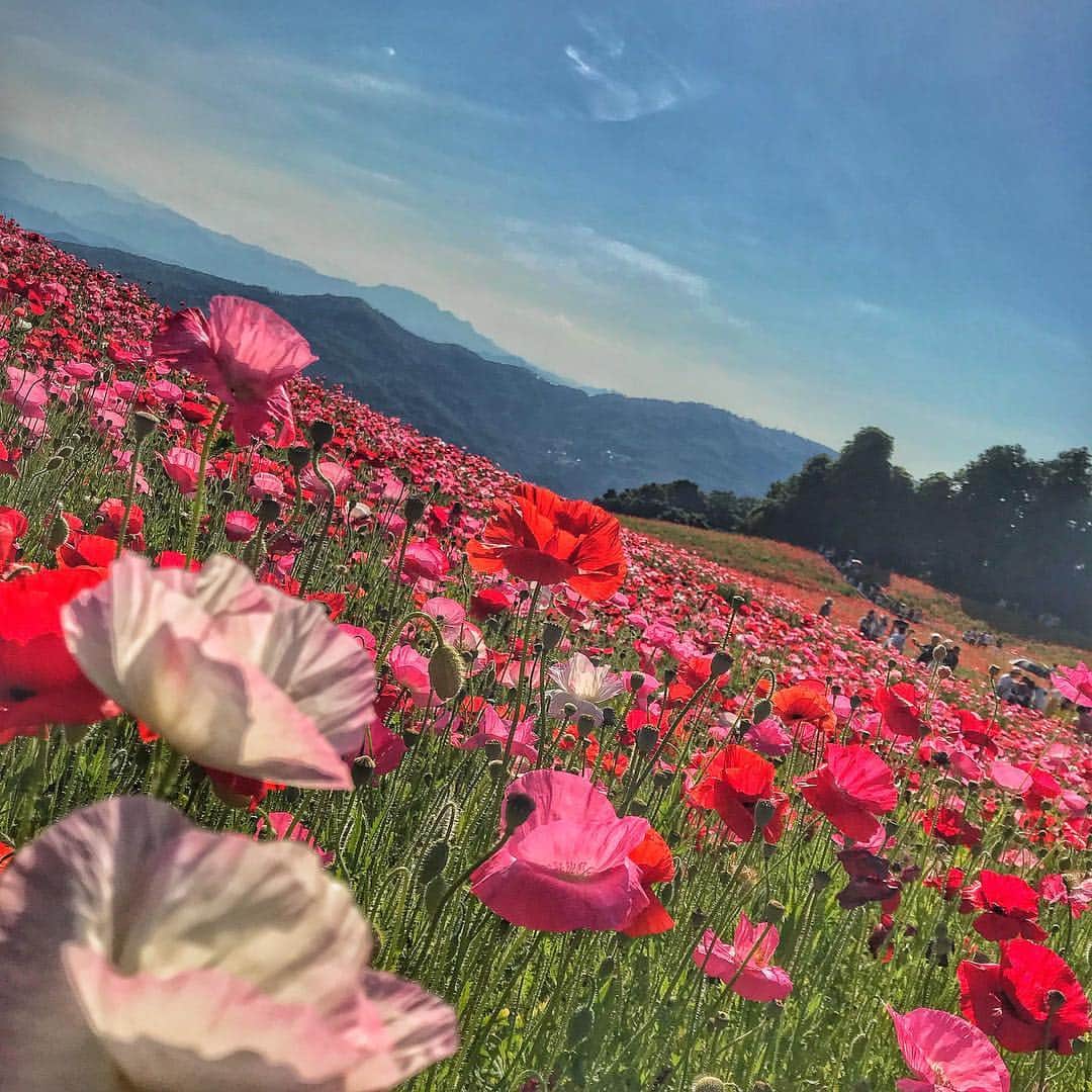 のインスタグラム：「* #天空のポピー * #goodnighteveryone😴 #fashionmodel #instalike #photographing  #instagood #instagram #instapic #flowerstagram #floweroftheday #flower #followme #spring #poppy #japanese flowers #hanami #japan #pinkflowers #redflowers #天空のポピー2018 #花見 #癒された #ポピー」