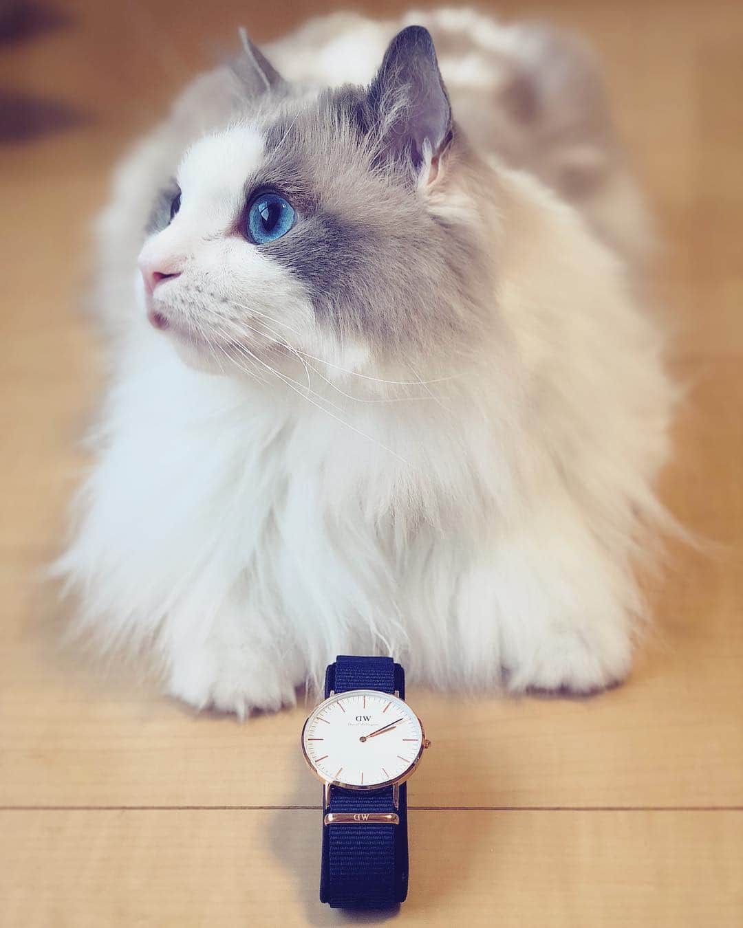 ポテトのインスタグラム