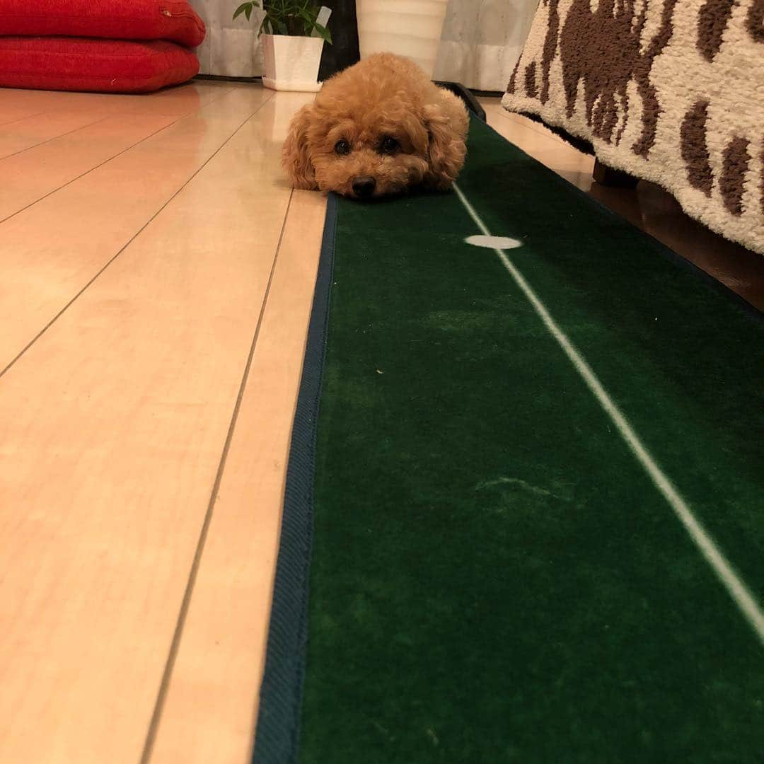 宮崎宣子さんのインスタグラム写真 - (宮崎宣子Instagram)「あろはのせいでちっともパターが上達しない…🐶😅 #ダイヤゴルフ #パターマット #パター練習 #あろは便り #あろは #トイプードル #toypoodle #toyphotography #toypoodlelove #いぬのきもち」6月6日 0時33分 - miyazaki_nobuko