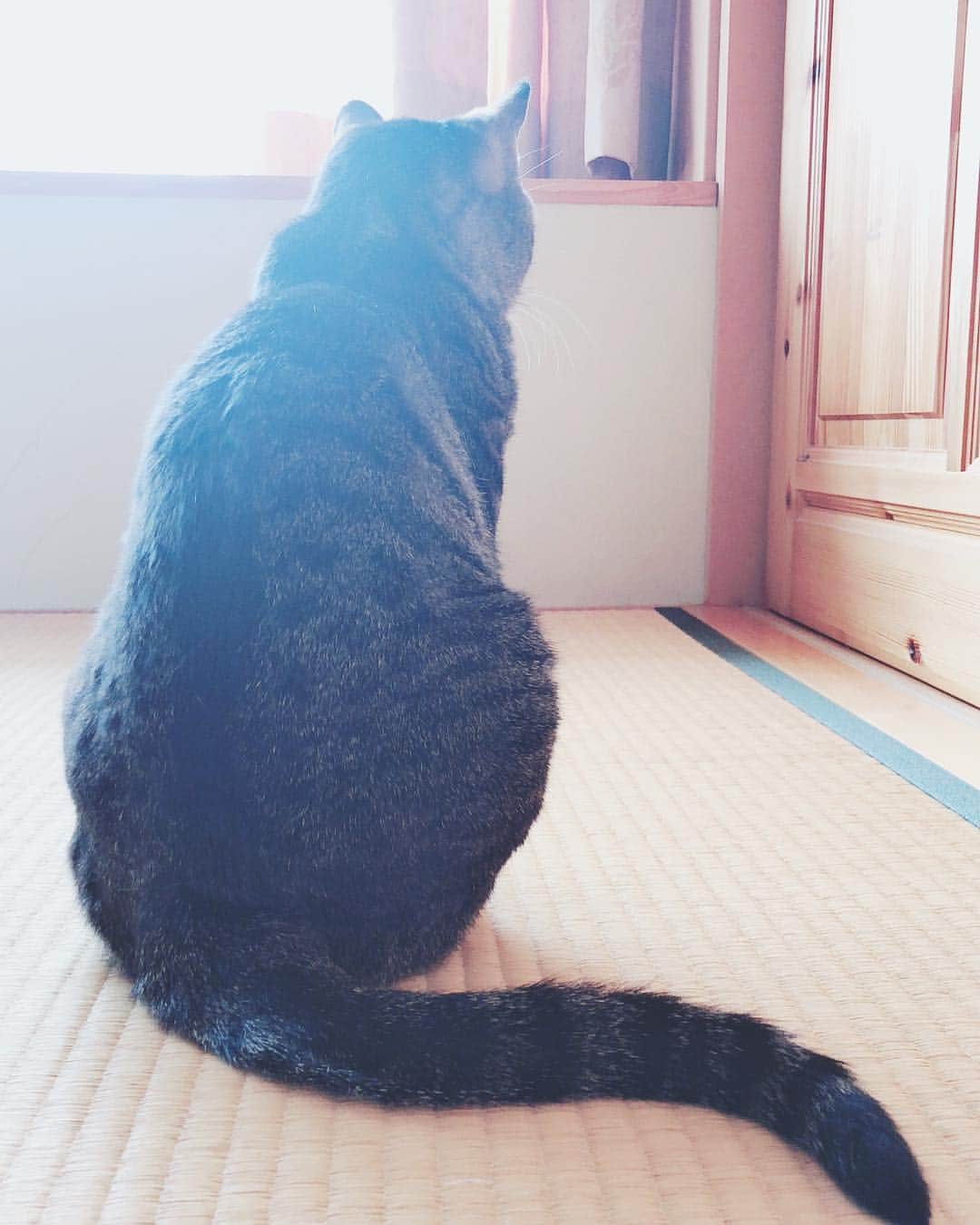 本庄鈴さんのインスタグラム写真 - (本庄鈴Instagram)「・ ・ ・ 凛々しい後ろ姿 猫の鎖骨に指を挟むのがすき❤︎ ・ ・ ・ #おばあちゃん#猫#猫背#しましま#尻尾#にぎにぎ#してしまう#当然#怒られる」6月6日 9時58分 - honjo_suzu