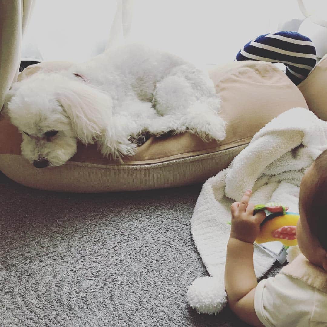 のインスタグラム：「ビビリのみゅー🐶ここまで近くにいても我慢できるようになりました☺️ #犬と子供 #犬が怖がる #どうやったら仲良くなれるのかな #やっとお互いに興味が出てきた」