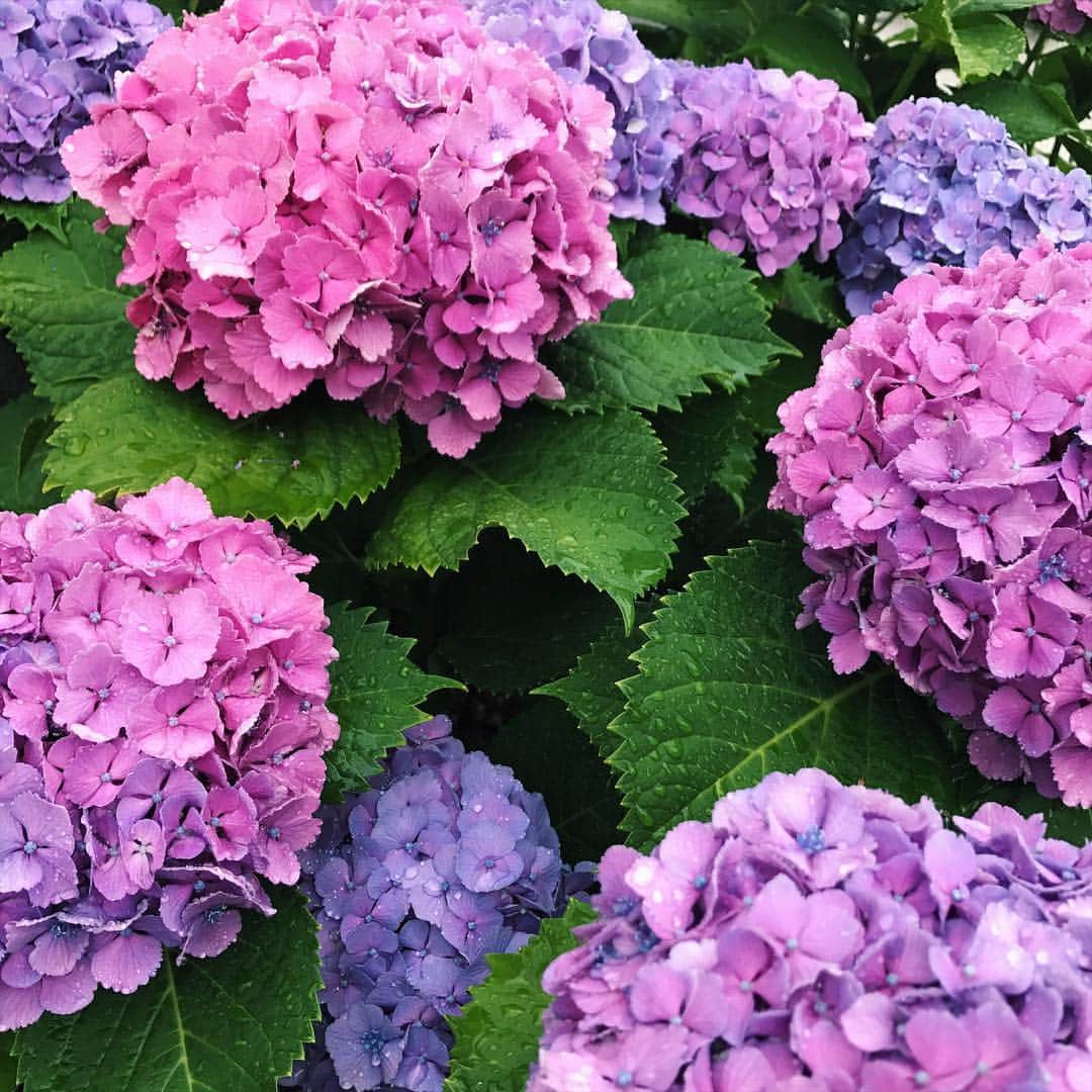 小松菜奈さんのインスタグラム写真 - (小松菜奈Instagram)「#紫陽花」6月6日 15時56分 - konichan7
