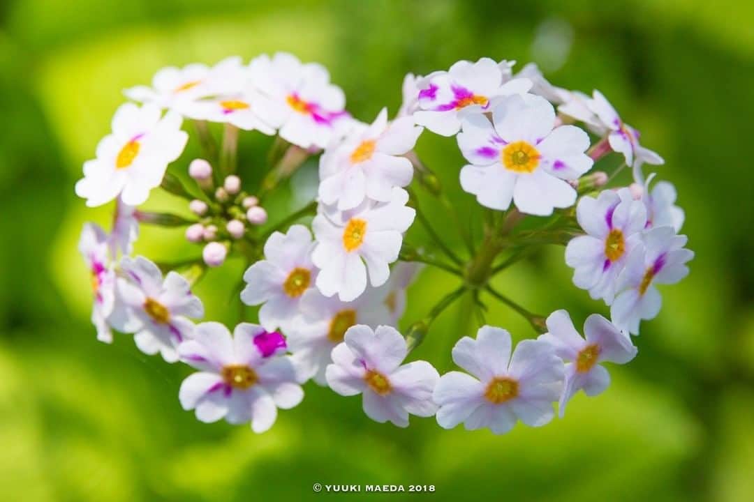 花の写真館のインスタグラム：「Photo by Maeda Yuuki. https://www.facebook.com/maeda.yuuki.96 . Original Post[投稿頂いたURL] https://www.facebook.com/photo.php?fbid=1289501874485985 . 本アカウントは、 #私の花の写真 をつけてInstagramに投稿された皆さまの花の写真や、「花の写真館」Facebookページで投稿された花の写真を紹介します。 「花の写真館」Facebookページは、「 @floral.photograph 」のプロフィールにあるURLからご覧ください。 . #花の写真館 #floralphotograph #floralphoto #flower #flowers #富士フイルム #FUJIFILM Follow: @floral.photograph」