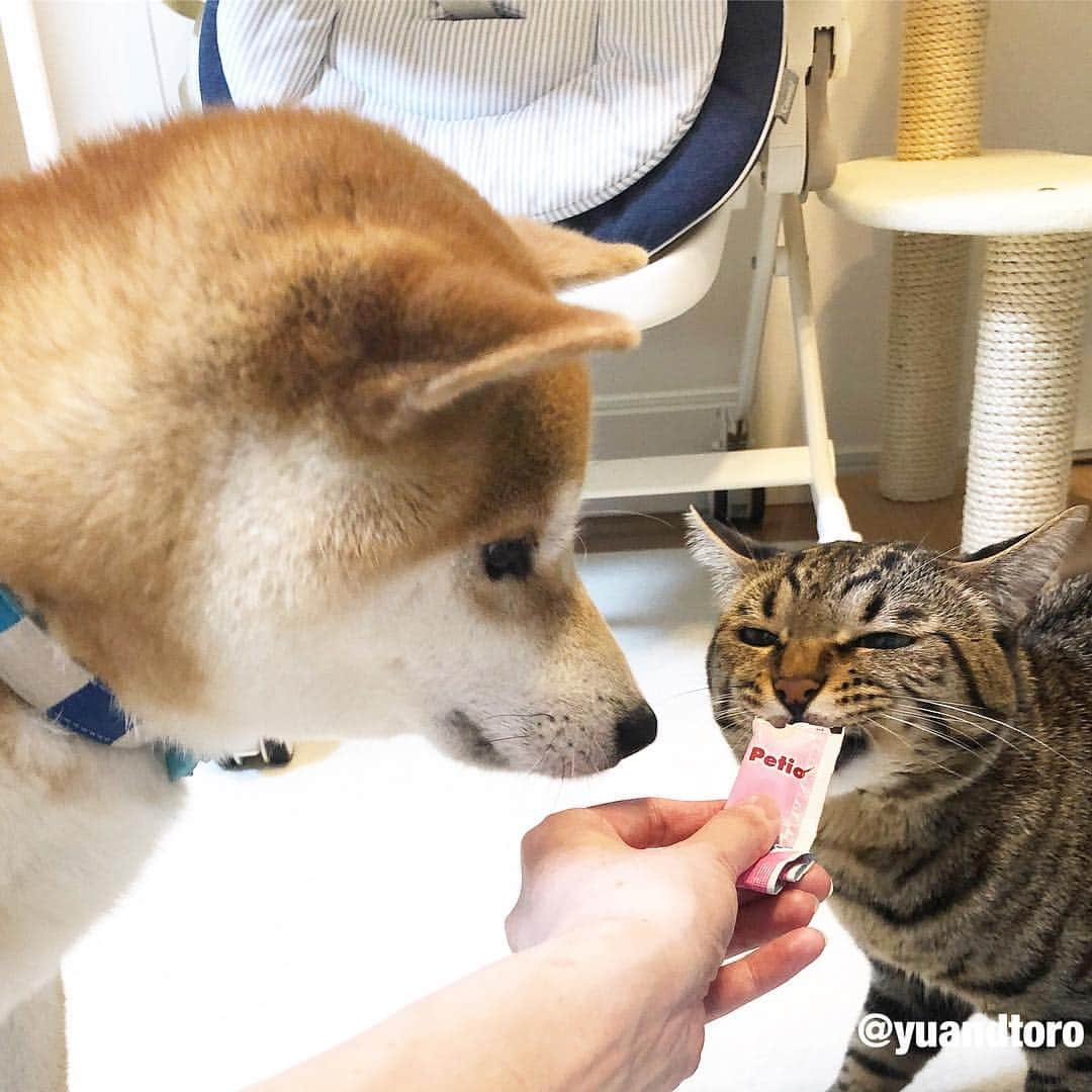 ゆうとろ（柴犬ゆうと猫のとろ）のインスタグラム