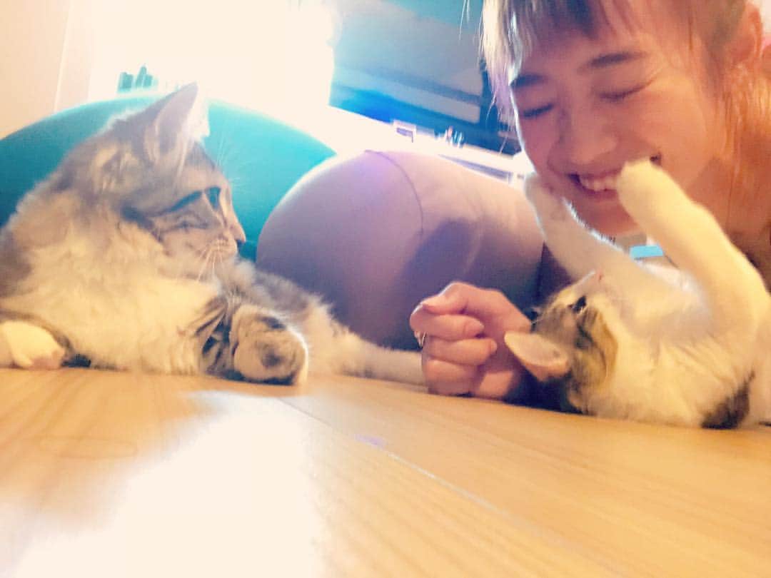 小田唯のインスタグラム：「顔近いにゃ！😾 モフモフの手が可愛すぎる‼️ #子猫 #ねこ #ノルウェージャンフォレストキャット #メインクーン #もふもふ #かわいい #自撮り  #猫のいる暮らし #にゃんすたぐらむ #にゃんだふるらいふ」