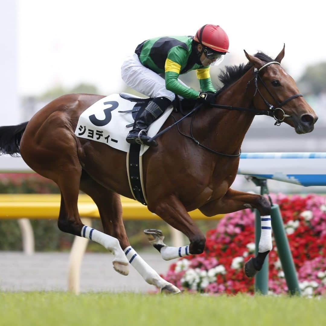 netkeibaさんのインスタグラム写真 - (netkeibaInstagram)「新馬戦(東京・芝1600m) ジョディー／武藤雅 ・ 東の一番星はダイワメジャー産駒ジョディー ▼記事についてはコチラ▼ @netkeiba http://news.netkeiba.com/?pid=news_view&no=137939 (撮影：下野雄規) ・  #ジョディー #武藤雅 #新馬戦 #競馬 #keiba #JRA #中央競馬 #馬 #netkeiba #thoroughbred #racing #horseracing #horse #jockey #winner #thoroughbredracing #horselife #sports #東京」6月7日 12時28分 - netkeiba