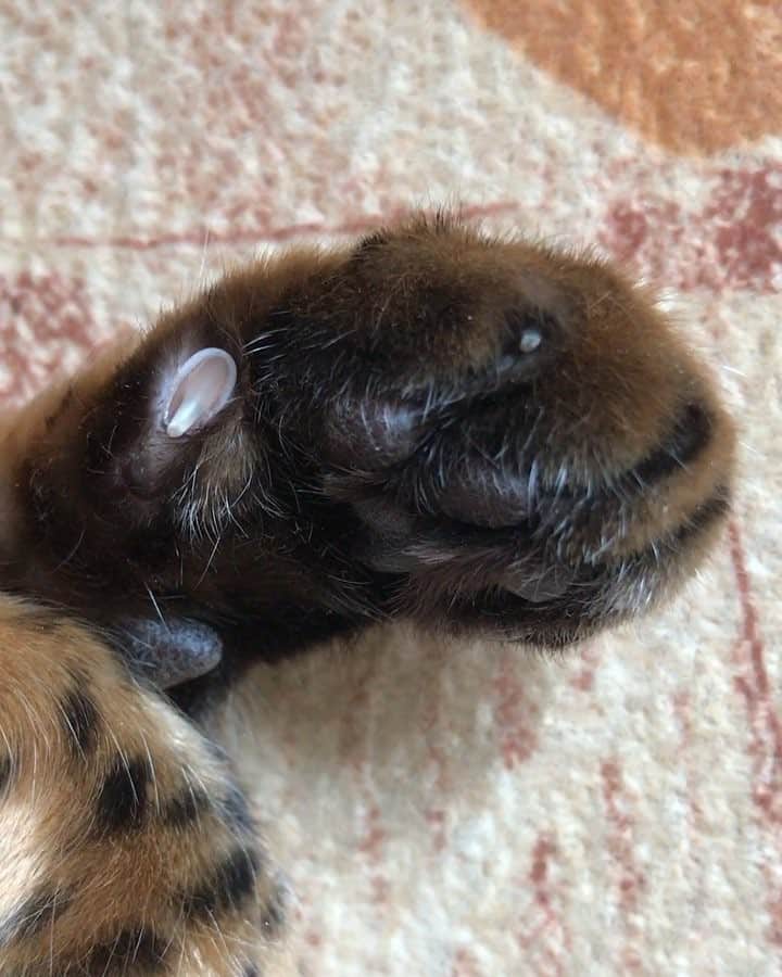 Celeb Bengal Cat · Simbaのインスタグラム：「🎥 🔊🦄 Puurrfect Day」