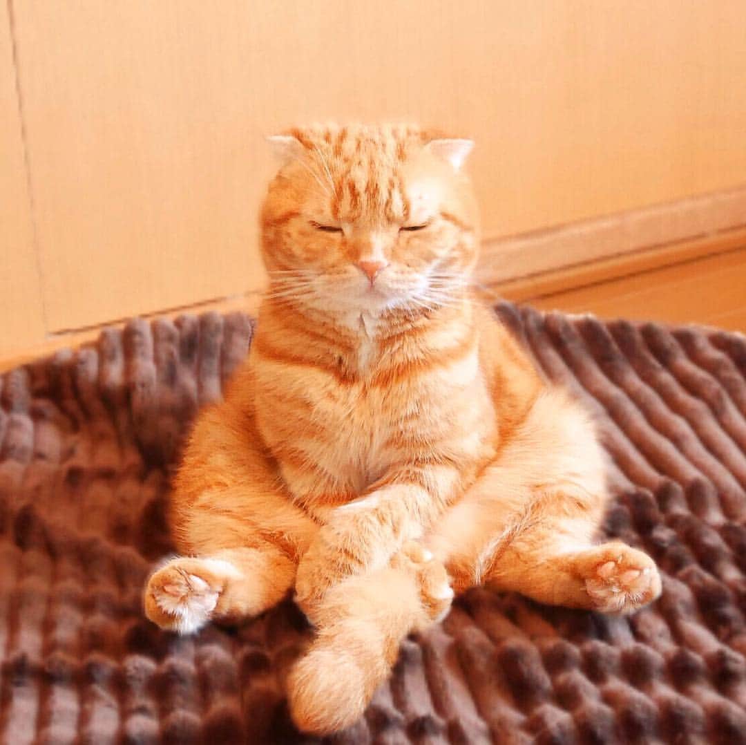 ashmiemuのインスタグラム：「Deep in meditation . zzz...」