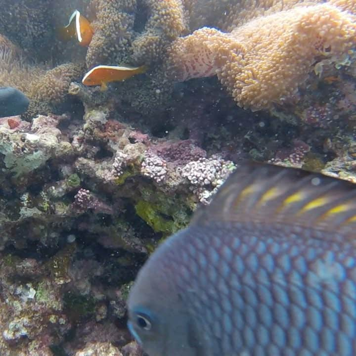 石黒エレナのインスタグラム