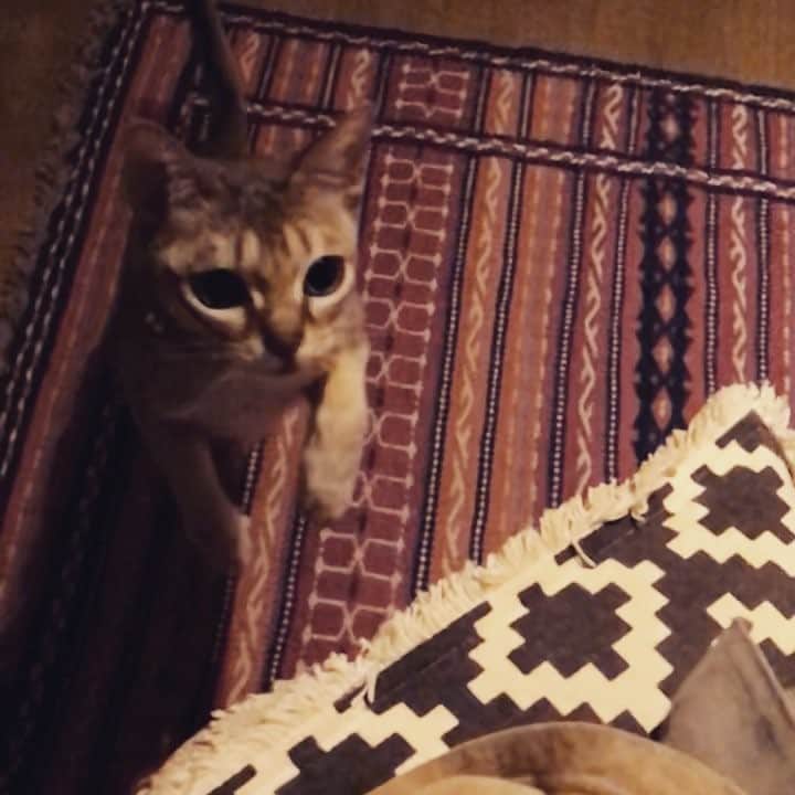 古谷恵のインスタグラム：「びよん #cat#猫#singapuracat#シンガプーラ#大豆」