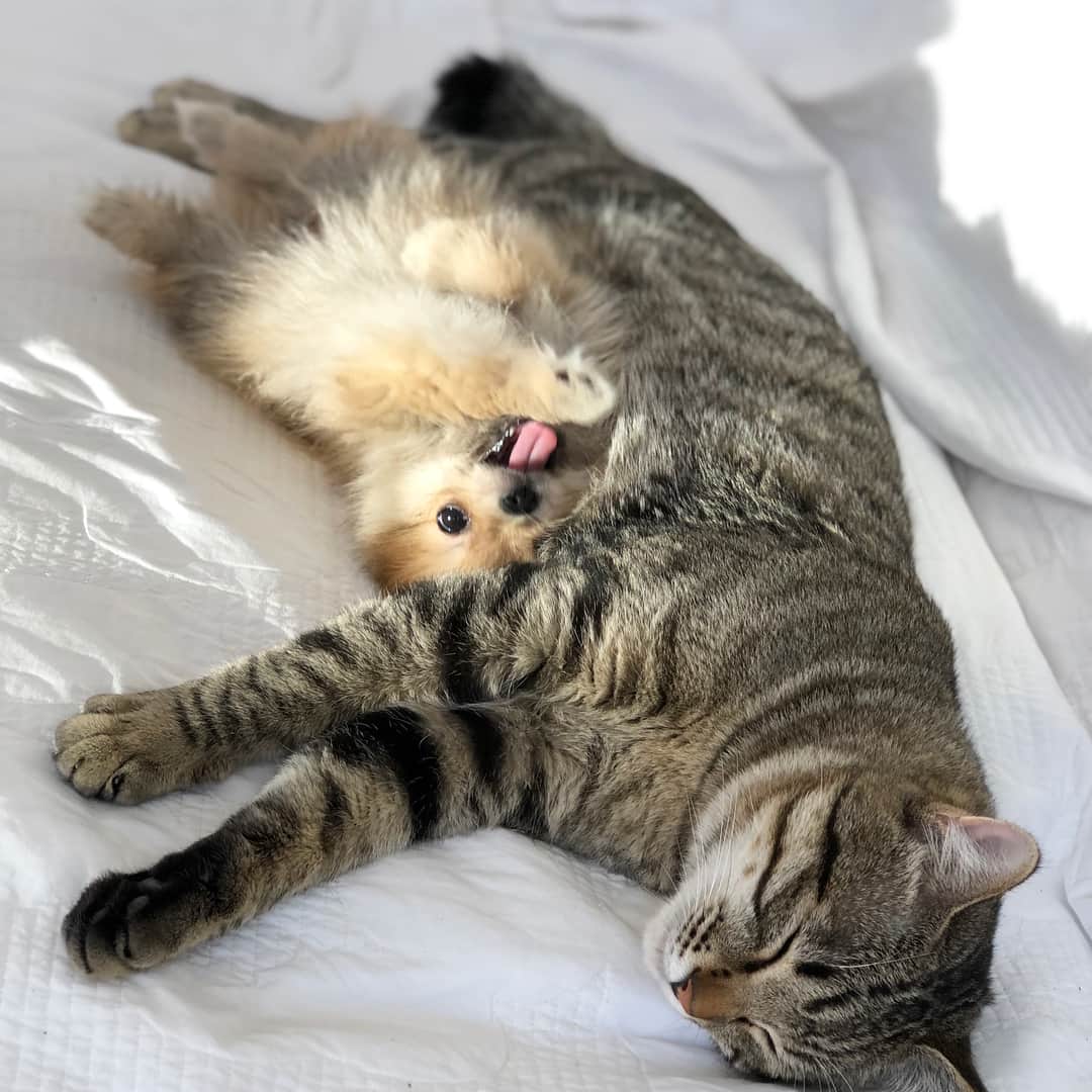 とよた真帆さんのインスタグラム写真 - (とよた真帆Instagram)「こりん兄が1番優しいな😆❤️ #cat #dog #love #loveeachother #猫#保護猫 #犬 #保護犬 #仲良し #よかったよかった #添い寝#pomeranian」6月8日 6時57分 - maho_toyota