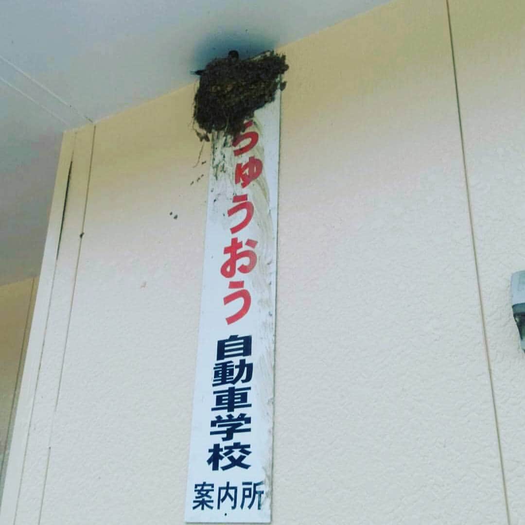 中澤健太郎のインスタグラム：「入学については、ツバメに聞いてください。」