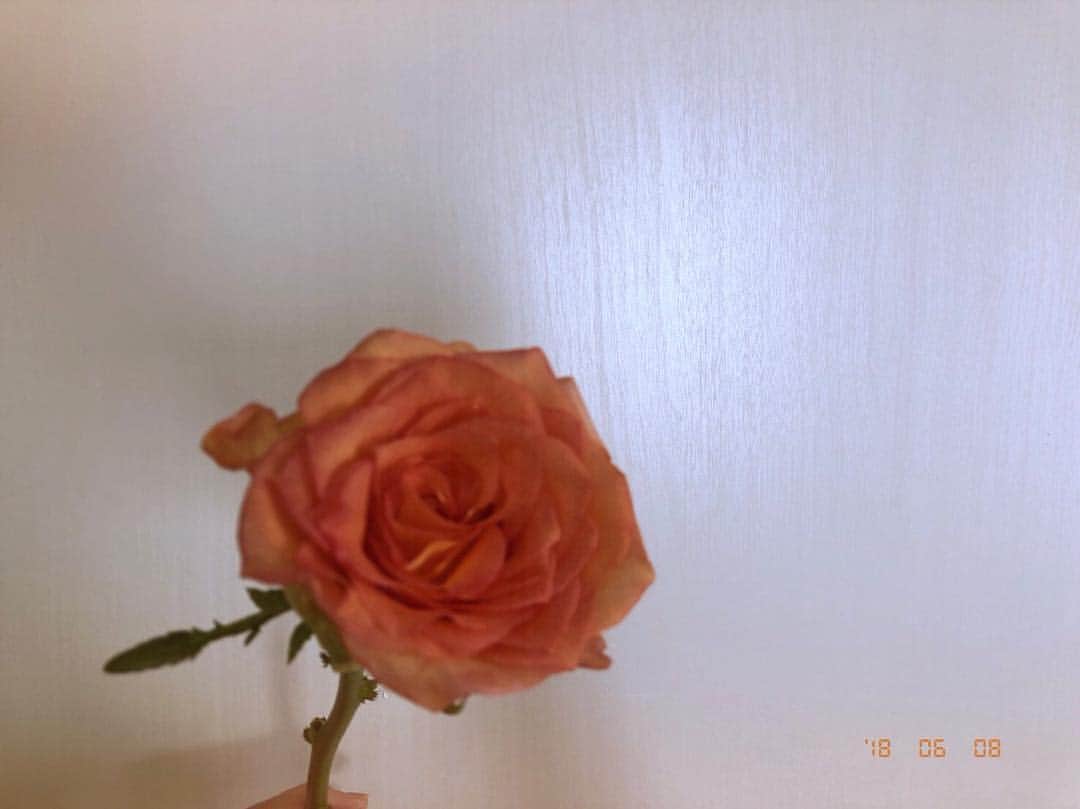 吉川愛さんのインスタグラム写真 - (吉川愛Instagram)「☺︎ 母が最近お花を買います。 私も影響されて買いました。 綺麗なお花ばかりだったけど このお花を見た瞬間 これ買いたい！となりました。 私のお部屋に飾ってます。 私、、バラが好きみたいです🥀」6月8日 16時50分 - ai_yoshikawa_official