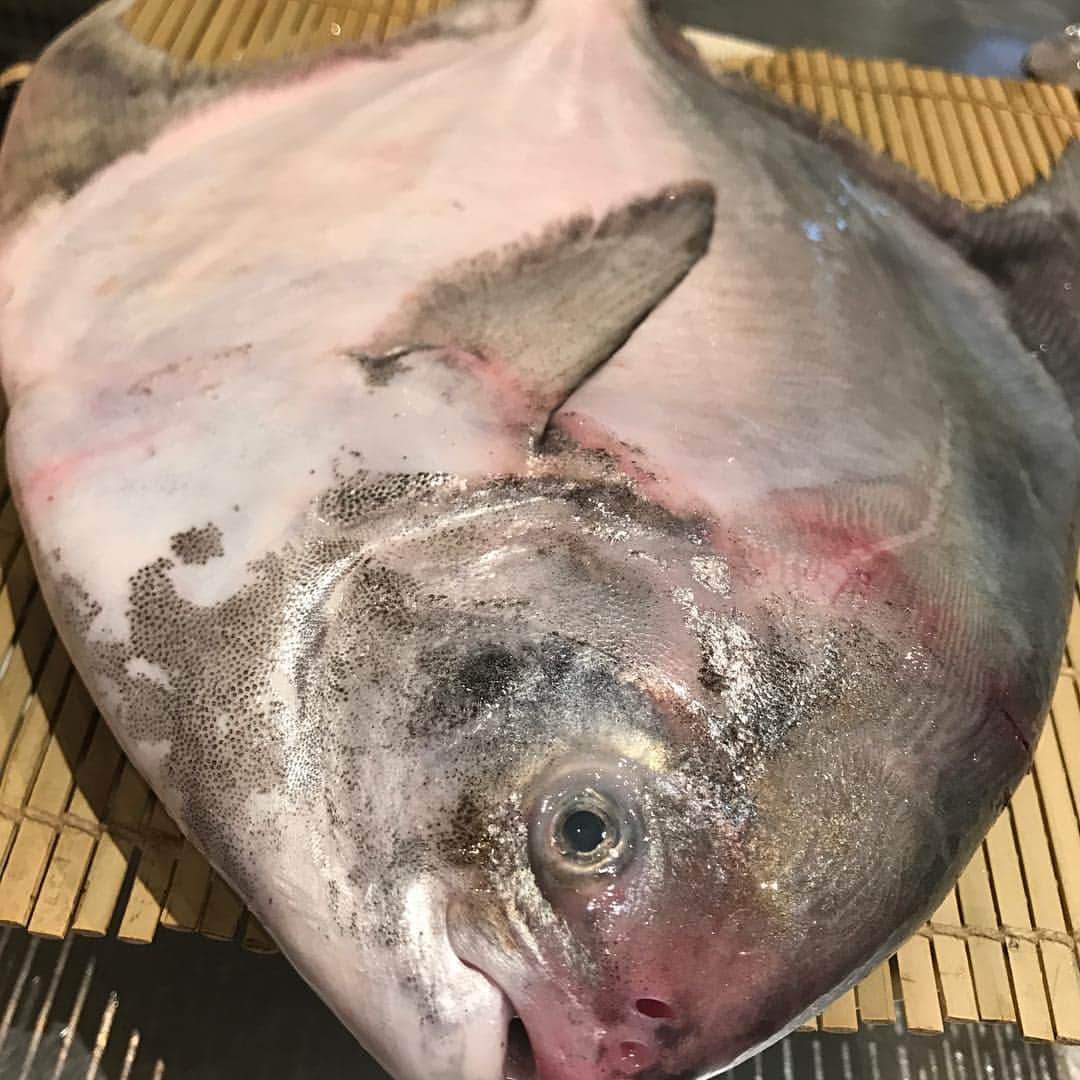 泳ぎイカ銘魚料理　磯銀のグルメインスタ