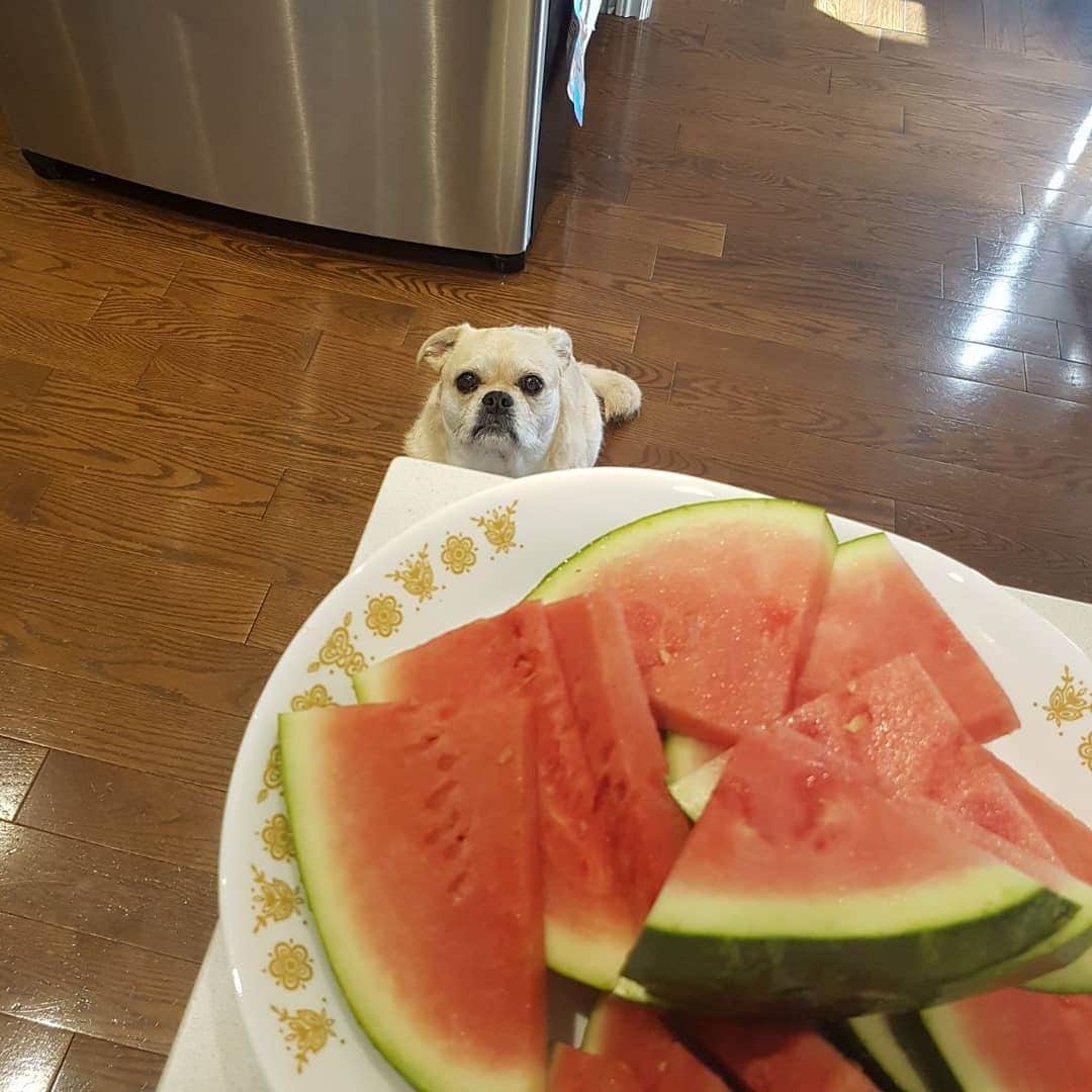 LuigiThePugTzuのインスタグラム：「Mmm Summertime!🍉🍉🍉 #dog #puppy #cute #dogs #dogsofinstagram #dailypug #keelyafternoontea #beoncanadianpugs #pugbasement #flatnosedogsociety#nofilter #nofilter #dailydog #pug #puglife #pugstagram #pugs #pugsofinstagram #adoptdontshop #rescue #pugtzu #pugtzucrew #pugtzusofinstagram#pugtzus」