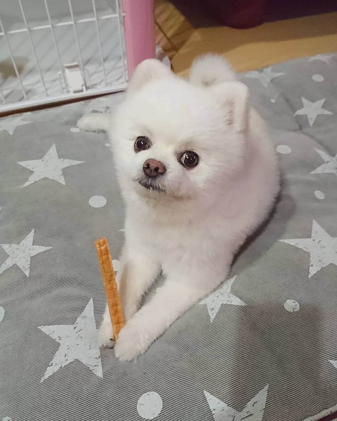 ニコちゃんのグルメインスタ