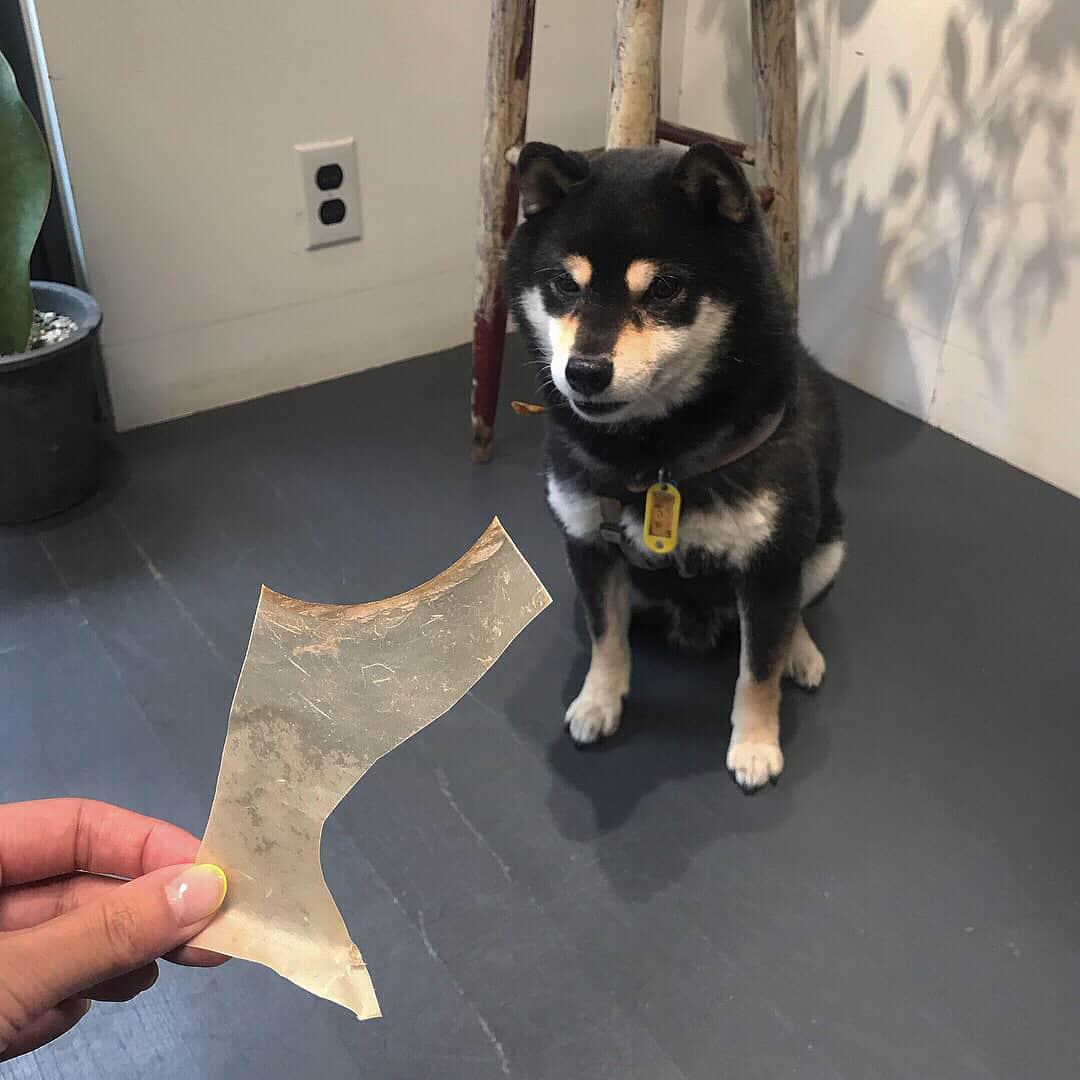 てきら へるかのインスタグラム：「ポンちゃん！オヤツだよー(●´ω｀●) …って何スカこれ。。🐶⁇ . 最初は不思議そうにしていたけど、気に入ってくれたみたいでよかった💫 エゾシカの皮ガム という名のシロモノでした🦌 . . . #dogsofinstagram #shiba #dog #柴犬 #cute #guenco #nakameguro #tokyo #japan」
