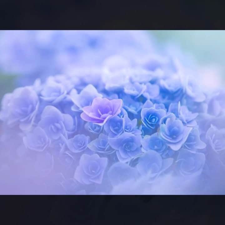 のインスタグラム：「🌈💠はなまっぷの紫陽花まつり💠🌈 * @mika05011972 さんの 💠紫陽花写真集💠 * 七色に咲く色とりどりの紫陽花をたくさんありがとうございます😊💠 * 動画はタグ付けが出来ずごめんなさい🙏 * 💠•••🌈•••💠•••🌈•••💠•••🌈•••💠 * #はなまっぷ紫陽花2018 に、素敵なお写真をたくさん投稿いただいた方の中から写真集（スライド動画）をご紹介いたします。 たくさんのご参加ありがとうございました😊🌸 * #はなまっぷ * #紫陽花#アジサイ#あじさい#日本#花#flower * 💠•••🌈•••💠•••🌈•••💠•••🌈•••💠 * 花のある風景に花まるを💮 はなまっぷ」