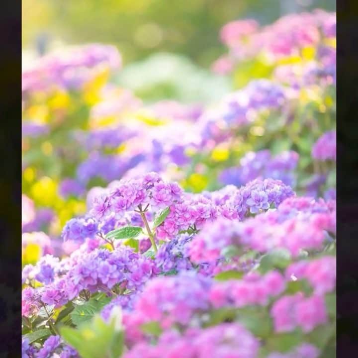 のインスタグラム：「🌈💠はなまっぷの紫陽花まつり💠🌈 * @tajimo.blue さんの 💠紫陽花写真集💠 * 七色に咲く色とりどりの紫陽花をたくさんありがとうございます😊💠 * 動画はタグ付けが出来ずごめんなさい🙏 * 💠•••🌈•••💠•••🌈•••💠•••🌈•••💠 * #はなまっぷ紫陽花2018 に、素敵なお写真をたくさん投稿いただいた方の中から写真集（スライド動画）をご紹介いたします。 たくさんのご参加ありがとうございました😊🌸 * #はなまっぷ * #紫陽花#アジサイ#あじさい#日本#花#flower * 💠•••🌈•••💠•••🌈•••💠•••🌈•••💠 * 花のある風景に花まるを💮 はなまっぷ」
