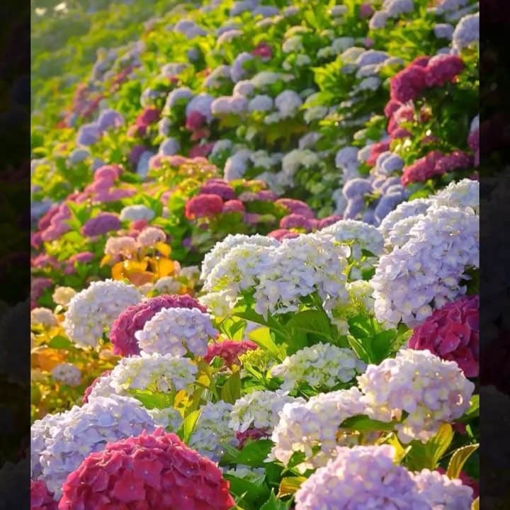 のインスタグラム：「🌈💠はなまっぷの紫陽花まつり💠🌈 * @k_aug23 さんの 💠紫陽花写真集💠 * 七色に咲く色とりどりの紫陽花をたくさんありがとうございます😊💠 * 動画はタグ付けが出来ずごめんなさい🙏 * 💠•••🌈•••💠•••🌈•••💠•••🌈•••💠 * #はなまっぷ紫陽花2018 に、素敵なお写真をたくさん投稿いただいた方の中から写真集（スライド動画）をご紹介いたします。 たくさんのご参加ありがとうございました😊🌸 * #はなまっぷ * #紫陽花#アジサイ#あじさい#日本#花#flower * 💠•••🌈•••💠•••🌈•••💠•••🌈•••💠 * 花のある風景に花まるを💮 はなまっぷ」