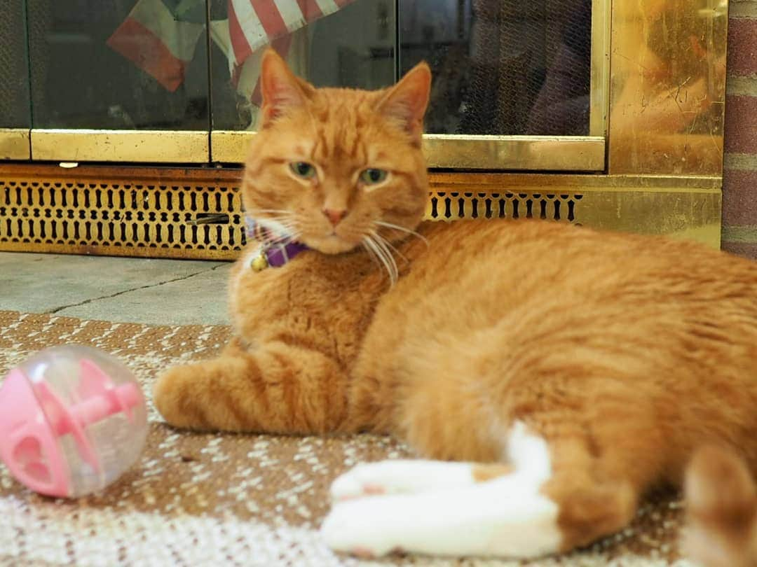 ボボのインスタグラム：「I finally found a day to go visit Bobo. At first, he was a little shy because he wasn't sure who I was. I gave him space and he slowly came out under the bed. He seem alright. 🙂♥️ #mrbobocat #catsofinstagram #happysunday」