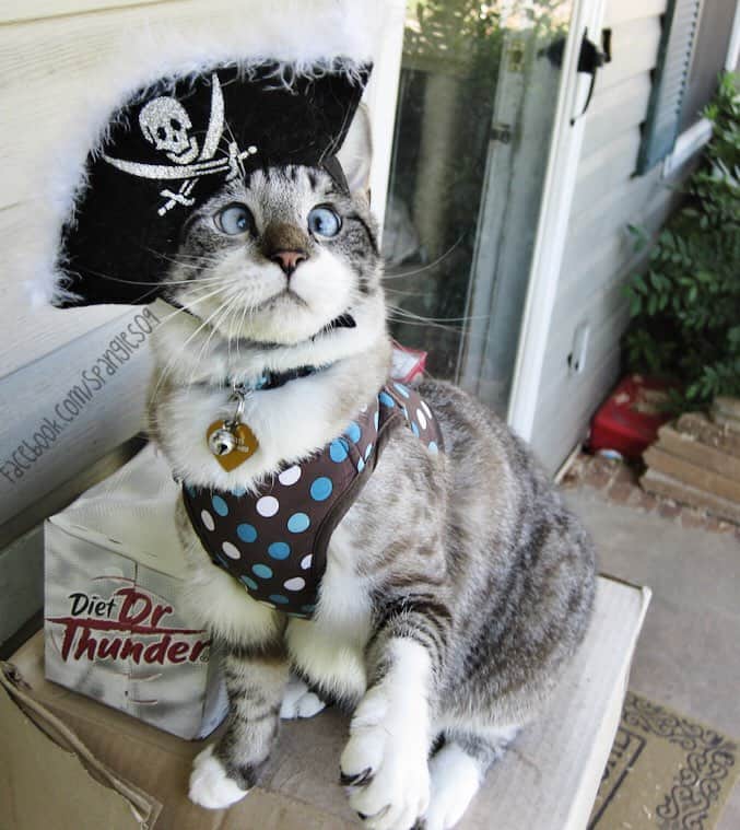 Spangles The Cross Eyed Kittyのインスタグラム
