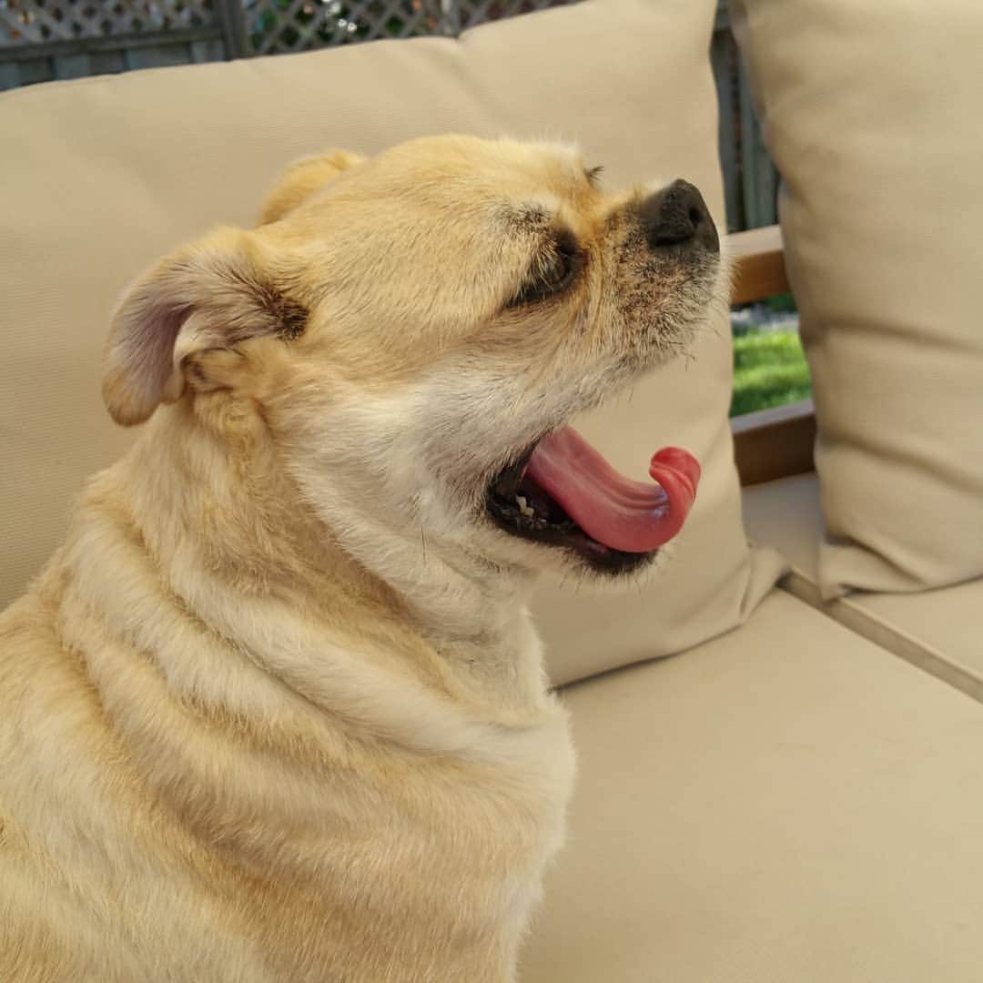 LuigiThePugTzuのインスタグラム