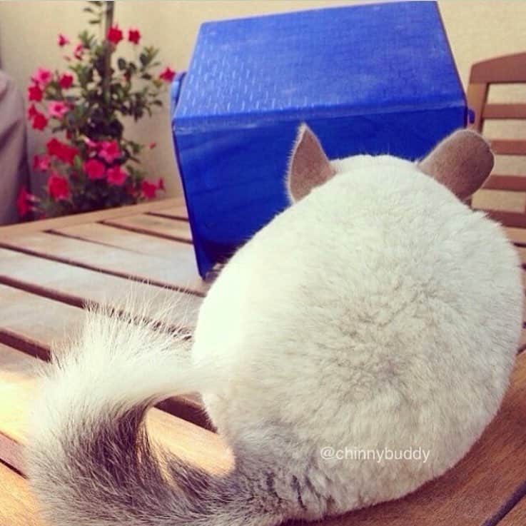 Mr. Bagelのインスタグラム