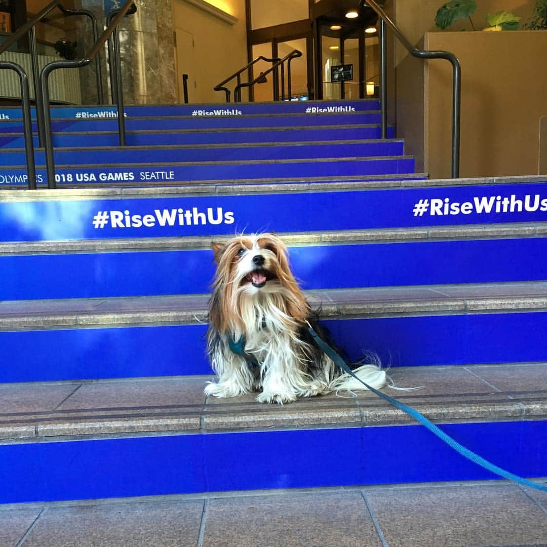 FattieButters®のインスタグラム：「Beneath the stars, beneath the sky, my dreams soar, soar so high. In my mind I plainly see, peace and joy for you and me. #risewithus #seattlegames #sheratonseattle #almostfriday #cantwait #itsafeeling #happydog #summertime  #helponeanother #helpingothers #youvegotafriendinme」