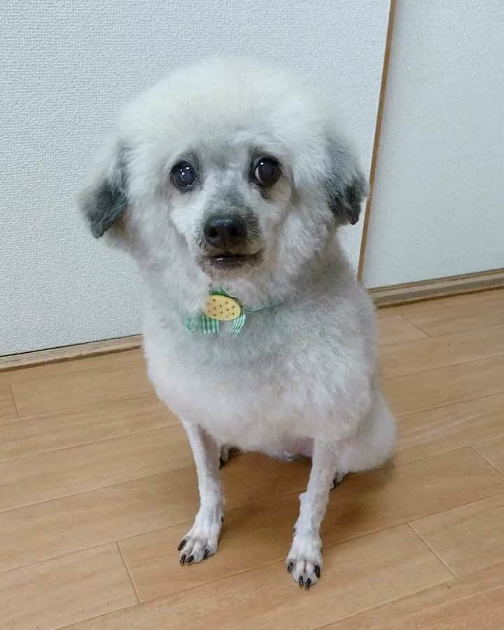 大塚莉奈のインスタグラム：「我が家の羊ちゃん🐏  #バロン #トイプードル #愛犬 #犬 #羊カット #baron #toypoodle #dogstagram #instagood」