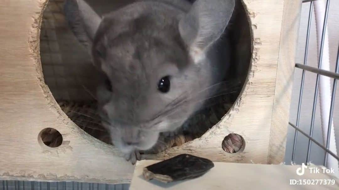 カブキンのインスタグラム：「ピプル君 #chinchilla」