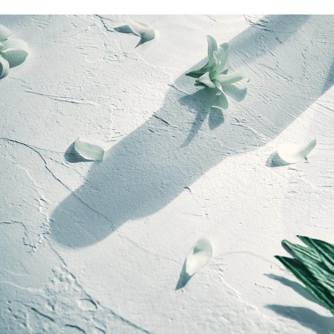 FULLERY BOTANICAL（フレリーボタニカル）のインスタグラム：「Softener No_00 "citrus & tiare flower" -Summer limited edition- ⠀⠀ Visual Identity. ⠀⠀ ▪︎▫︎▫︎ ▫︎▫︎▫︎ ▫︎▫︎▫︎ ⠀⠀ #FULLERY #BOTANICAL #fullerybotanical #フレリー #フレリーボタニカル #ボタニカル柔軟剤 @fullery_botanical」