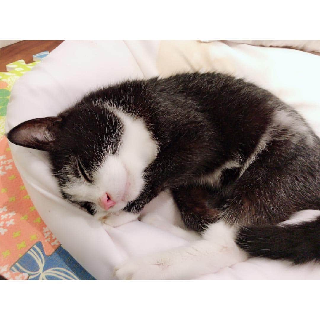 川崎希さんのインスタグラム写真 - (川崎希Instagram)「zZZ💓💓💓 #さかもと #sleepingcat」7月6日 19時52分 - kawasakinozomi
