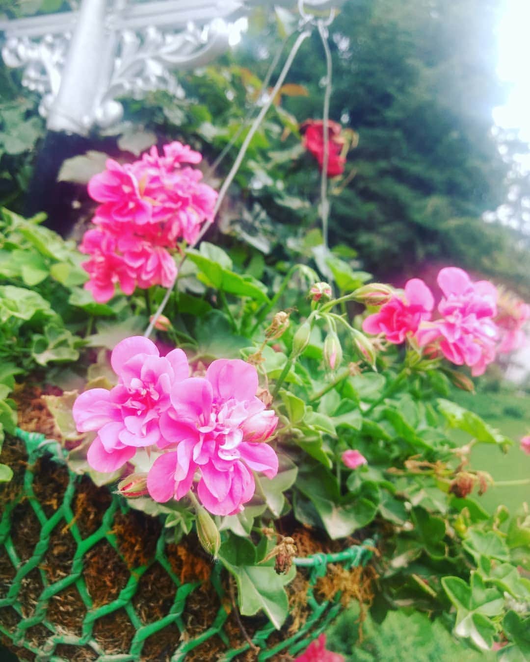 五味岳久のインスタグラム：「Even flowers need love, sunshine and care to grow like we individuals need ... :) #beauty #unreal #care #multicolors #creation #nature #planet #earth #smile Do Like_comment_share @lostage」